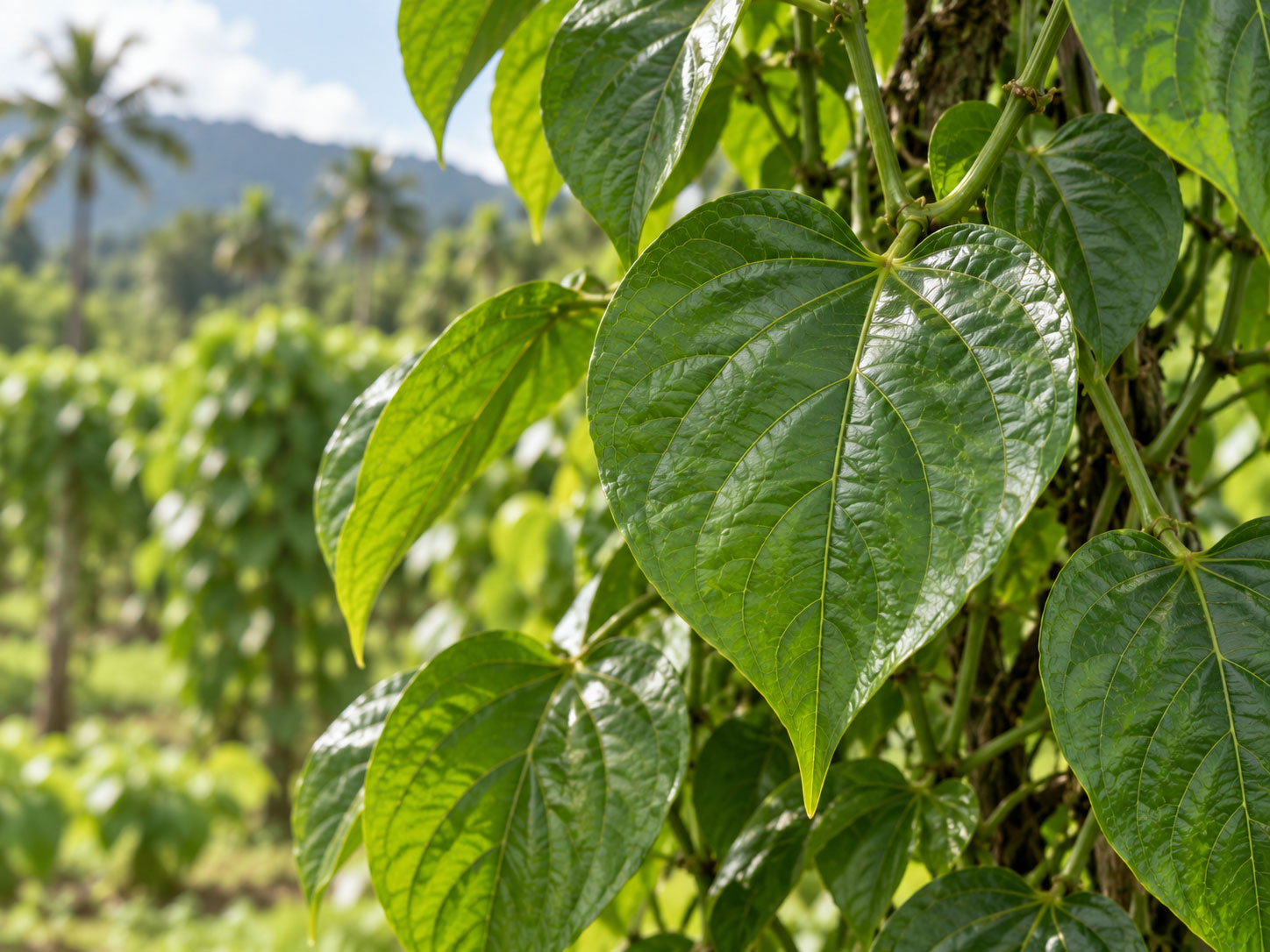 ساچا اینچی (Plukenetia volubilis)؛ معرفی، شرایط نگهداری و خواص دانه روغنی